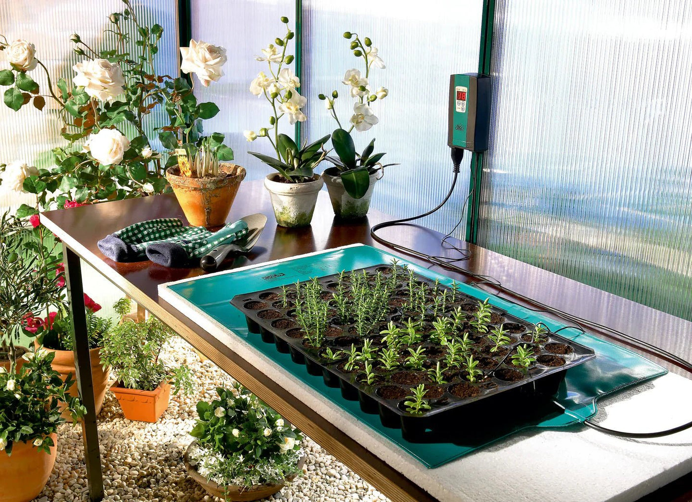 Optimale Keimtemperaturen - BioGreen GmbH