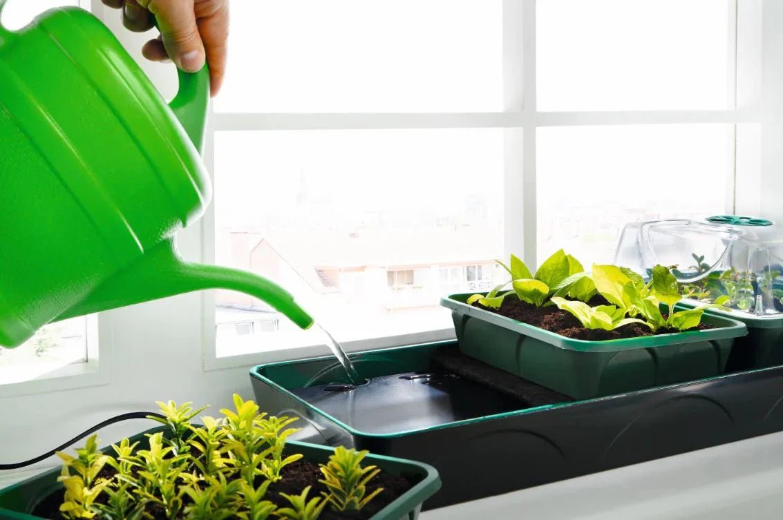 Pflanzen in Anzuchtschalen anzüchten - BioGreen GmbH