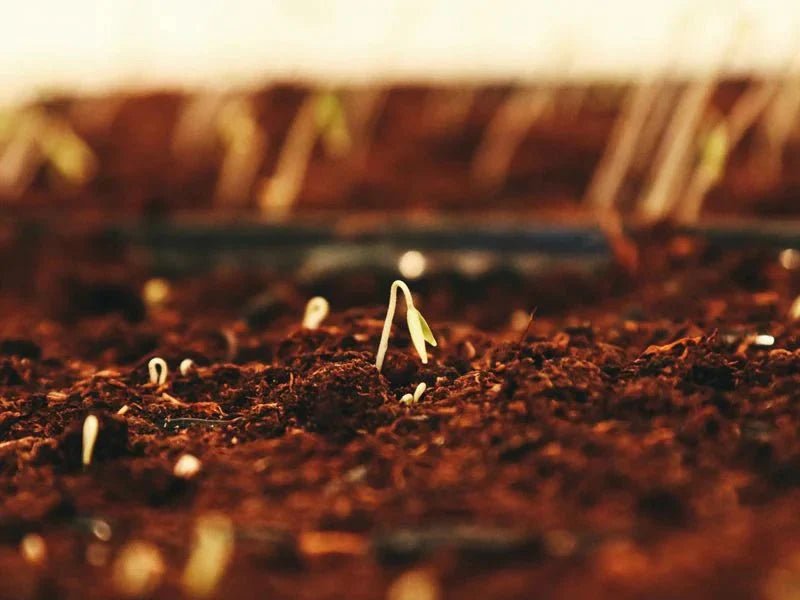 Saatgut richtig auswählen - BioGreen GmbH