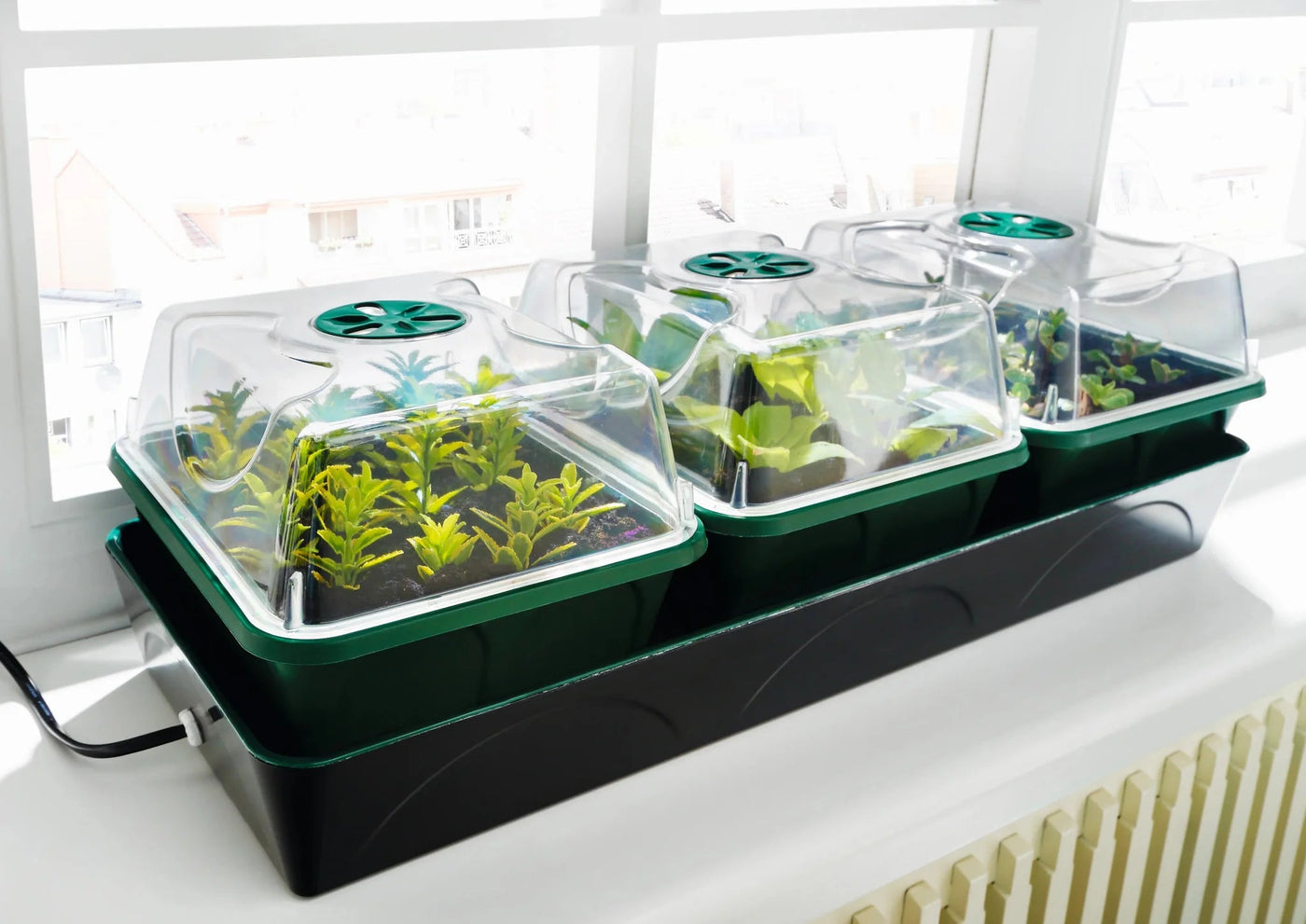 Das Anzucht-Gewächshaus und seine Vorteile - BioGreen GmbH