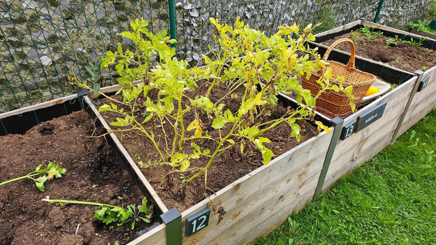 Der ultimative Hochbeet Guide - BioGreen GmbH