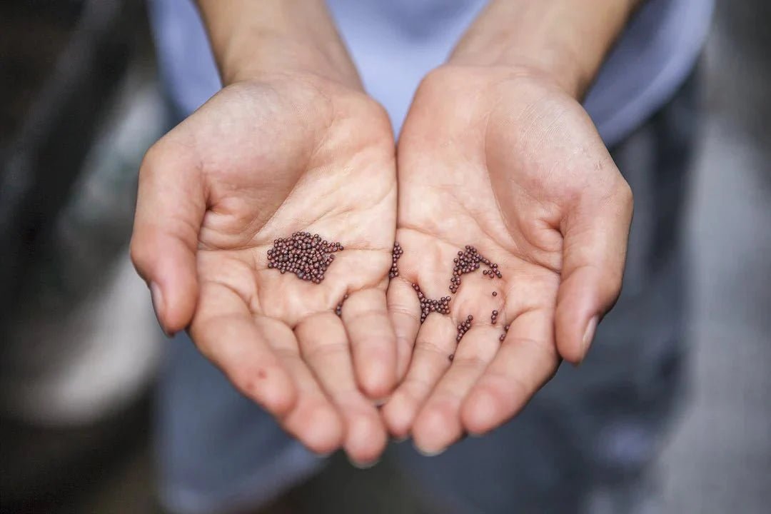 Die Vorteile von alten Saatgut-Sorten - BioGreen GmbH