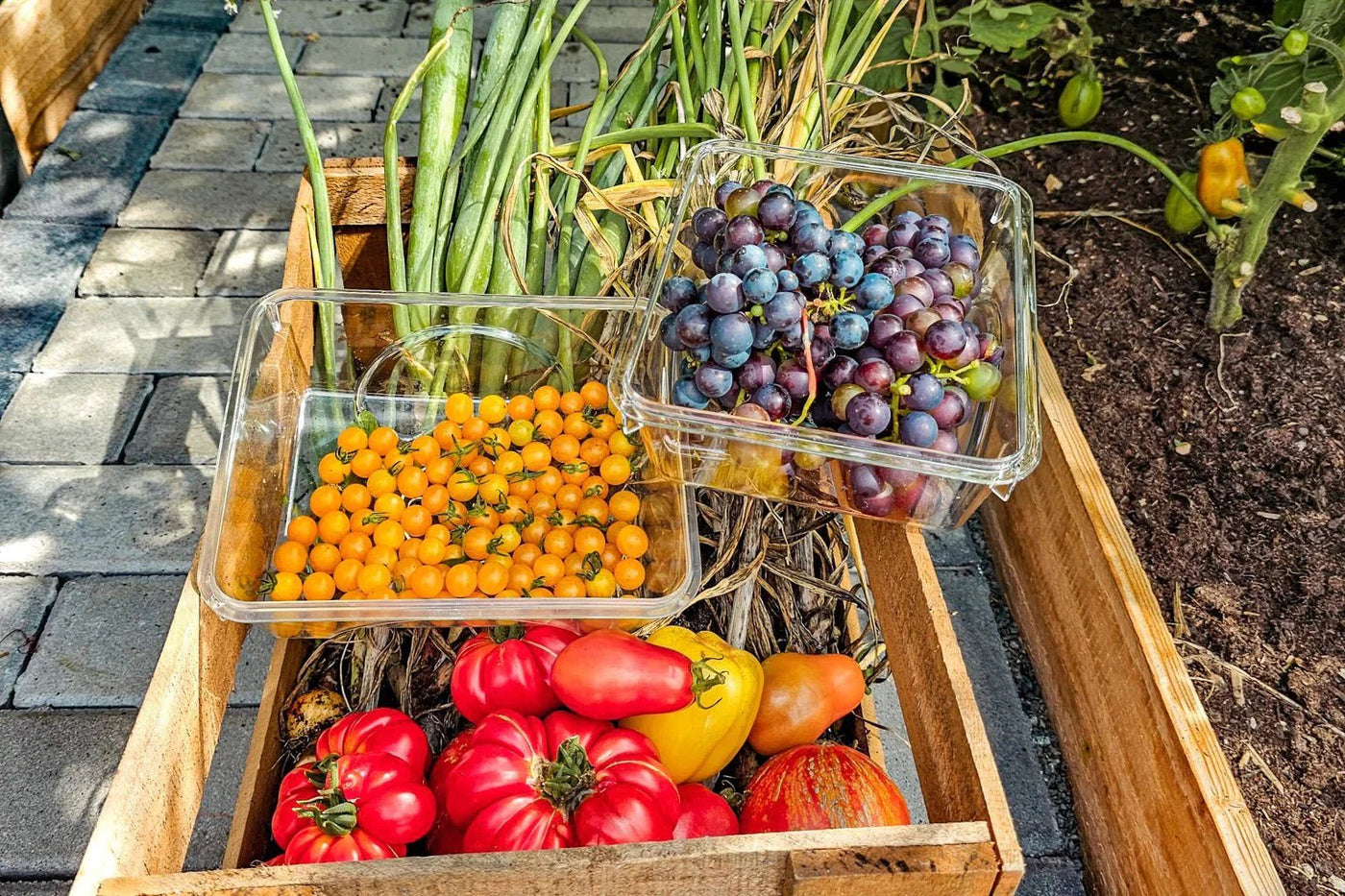 Erfolgreich Gemüse anpflanzen - so geht das! - BioGreen GmbH