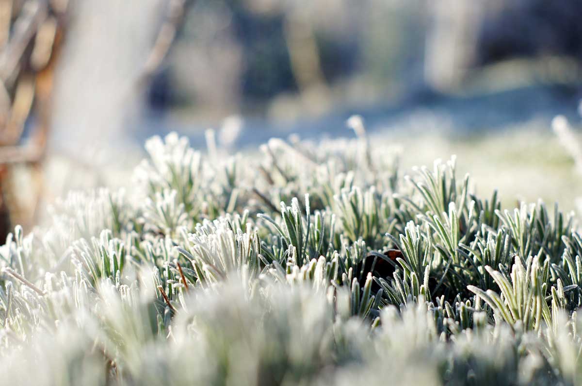Pflanzen vor Frost schützen - BioGreen GmbH