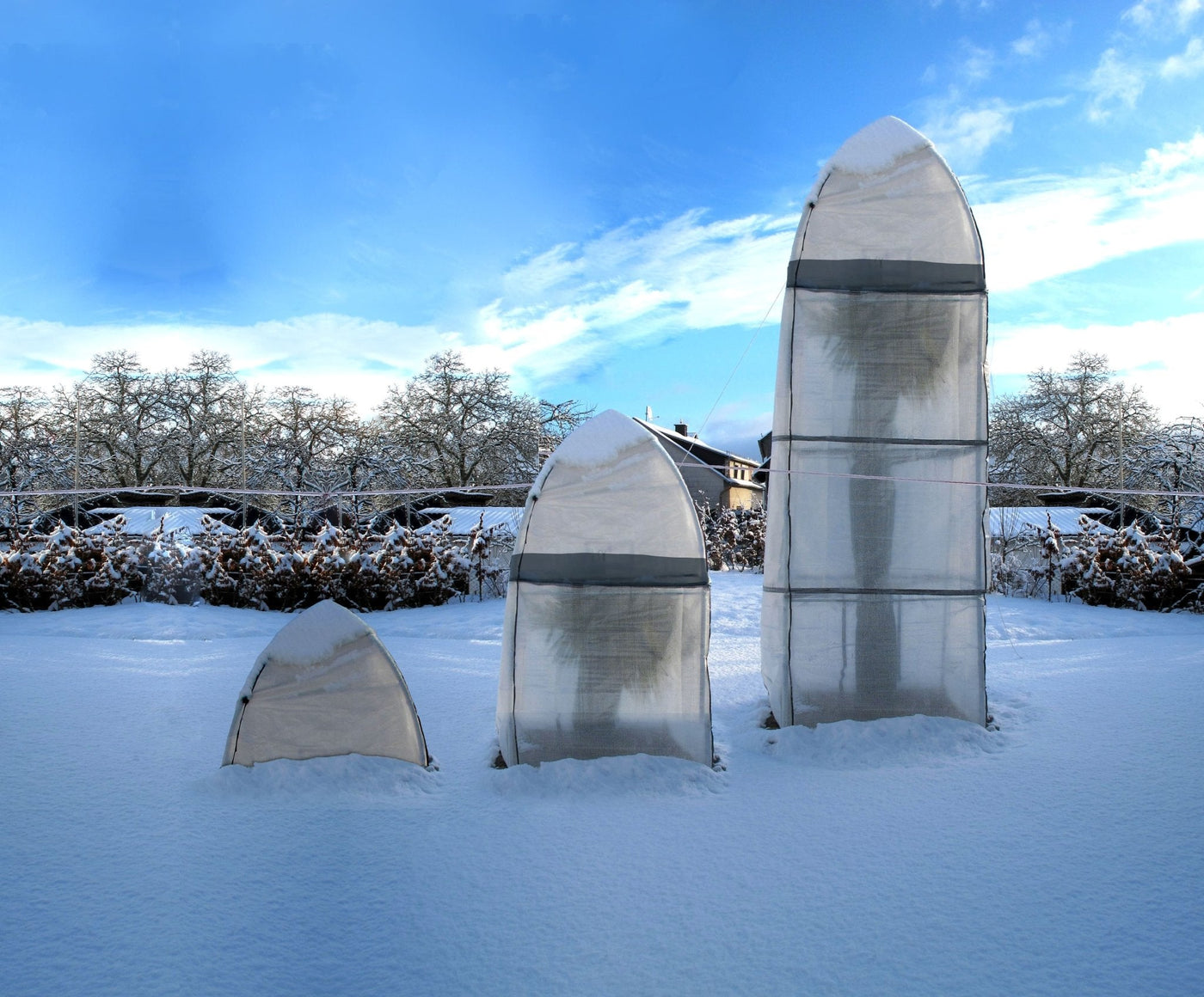Winterschutz für Palmen - BioGreen GmbH