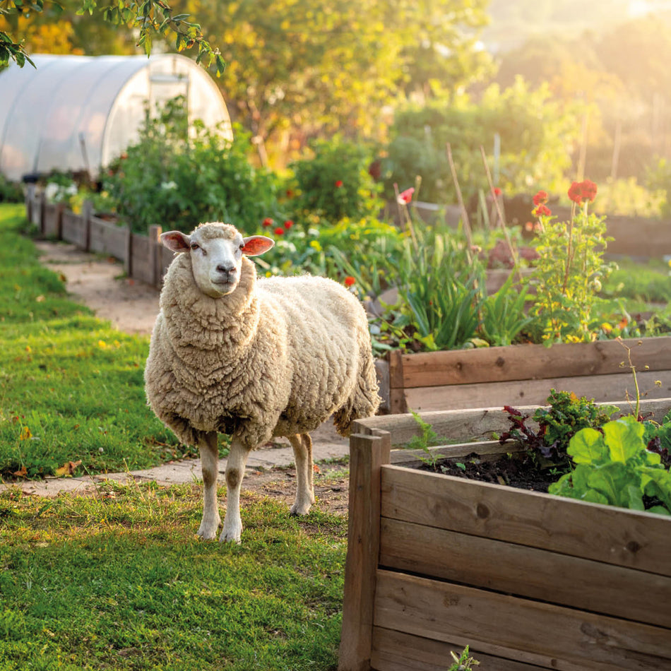 Filzmatte aus Schafswolle, dunkel, 20 x 1 m